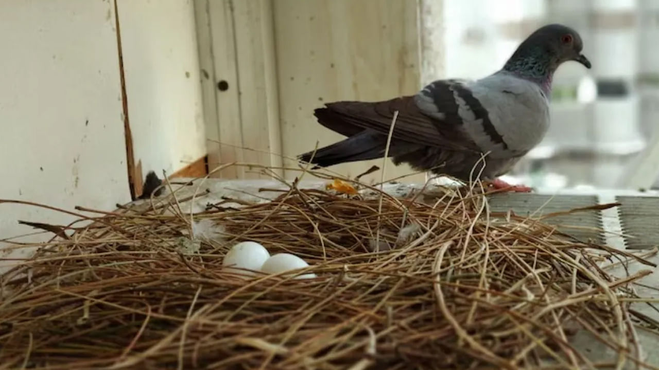 Pigeon Nest In House