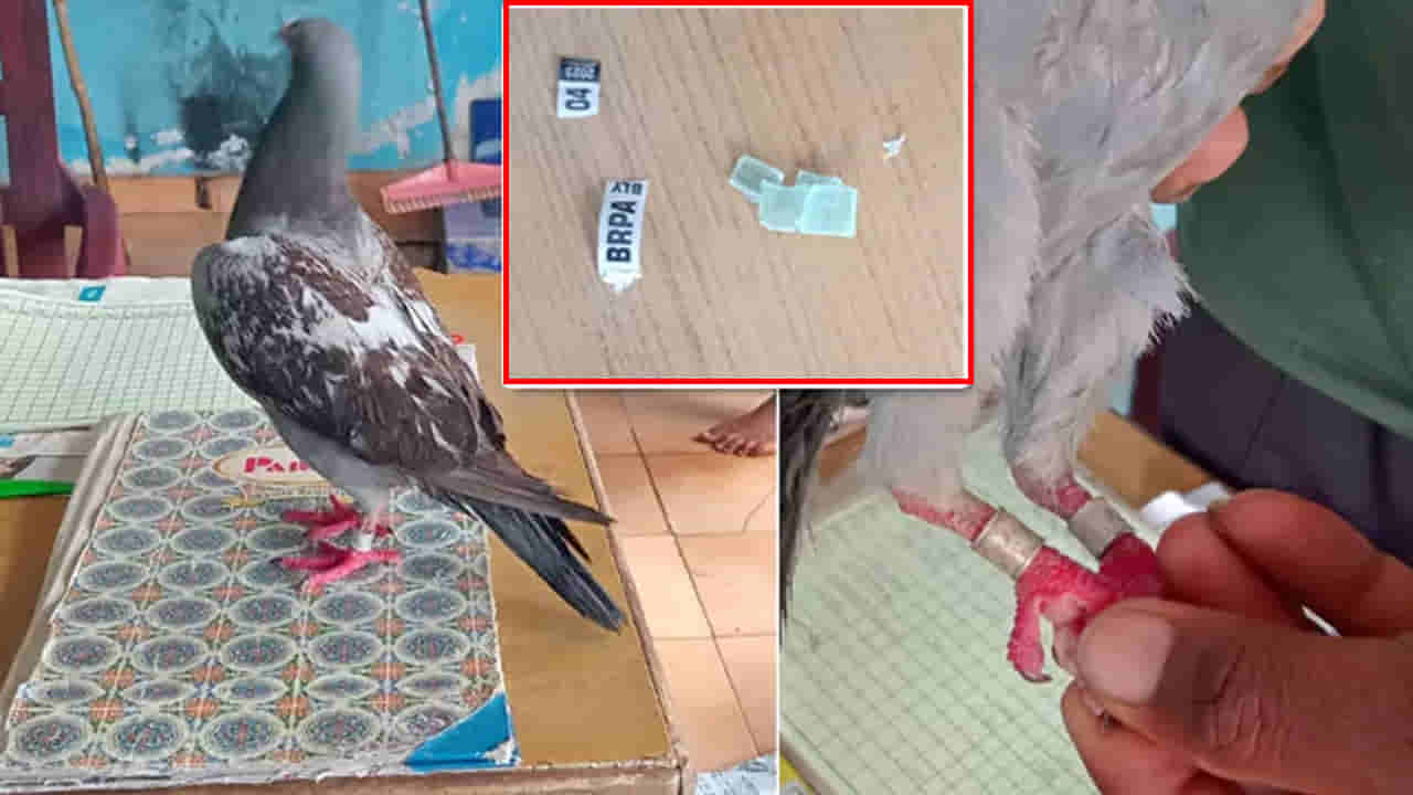 Nizamabad: సాధారణ పావురం అనుకుని పట్టుకున్న బాలుడు.. పరీక్షగా చూడగా దాని కాలికి