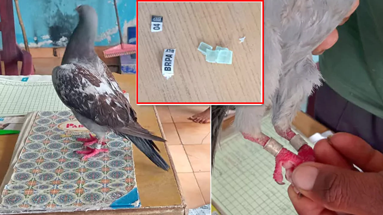 Nizamabad: సాధారణ పావురం అనుకుని పట్టుకున్న బాలుడు.. పరీక్షగా చూడగా దాని కాలికి