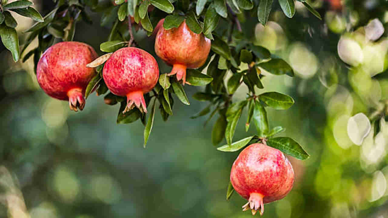 Health Tips: దానిమ్మ రోజూ తింటే ఏమవుతుంది..? ఆరోగ్యానికి మంచిదా..? హానికరమా..?