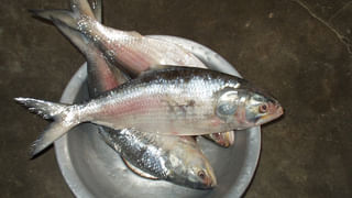 Benefits of Drumsticks: ఈ చెట్టు ఆయుర్వేదంలో దివ్యౌషధం.. డజన్ల కొద్దీ రోగాలకు తిరుగులేని రామబాణం..!