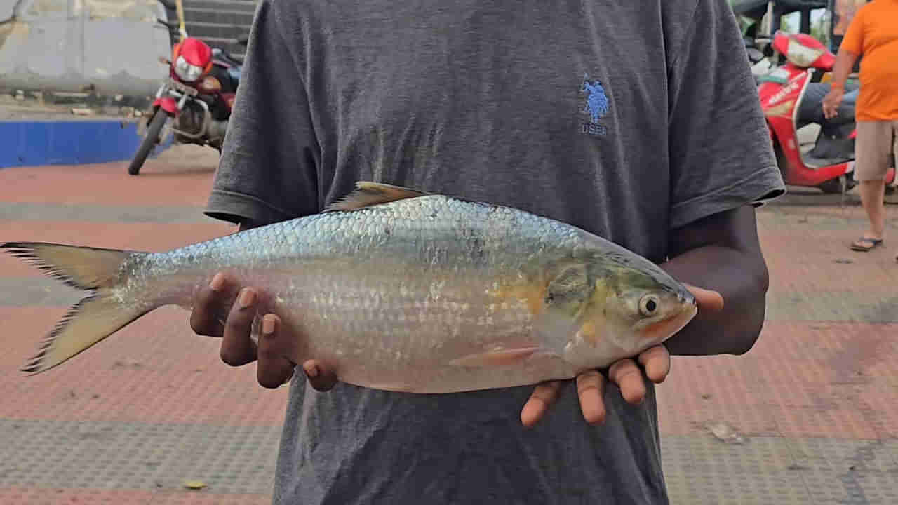 Pulasa: చిక్కిందండి సరైన పులస.. ఎంత రేటు పలికిందో తెలుసా...?