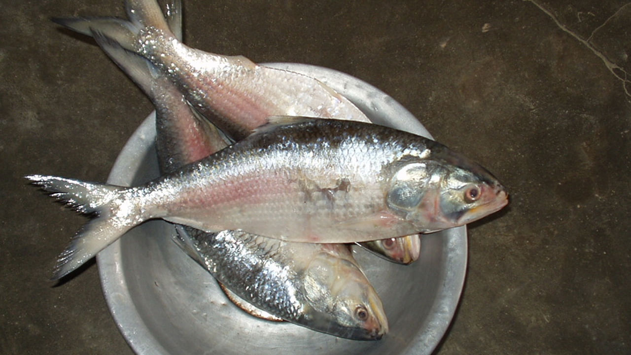 మెదడుకు మేలు చేస్తుంది: పరిశోధన ప్రకారం.. చేపలలో మెదడుకు మేలు చేసే ఒమేగా -3 కొవ్వు ఆమ్లాలు ఉన్నాయి. అలాగే, మానవ మెదడులో కనిపించే మెమ్బ్రేన్ n-3 FAలకు చేపలు చాలా ఎంతో మేలు చేస్తాయి. అంతే కాకుండా వృద్ధులలో డిమెన్షియా వంటి మతిమరుపును కూడా చేపలు నివారిస్తాయి. గర్భధారణ సమయంలో చేపలు తినడం మంచిదని, ఎందుకంటే పిల్లల మెదడు అభివృద్ధి చెందుతుందని కూడా ఒక అధ్యయనంలో తేలింది.