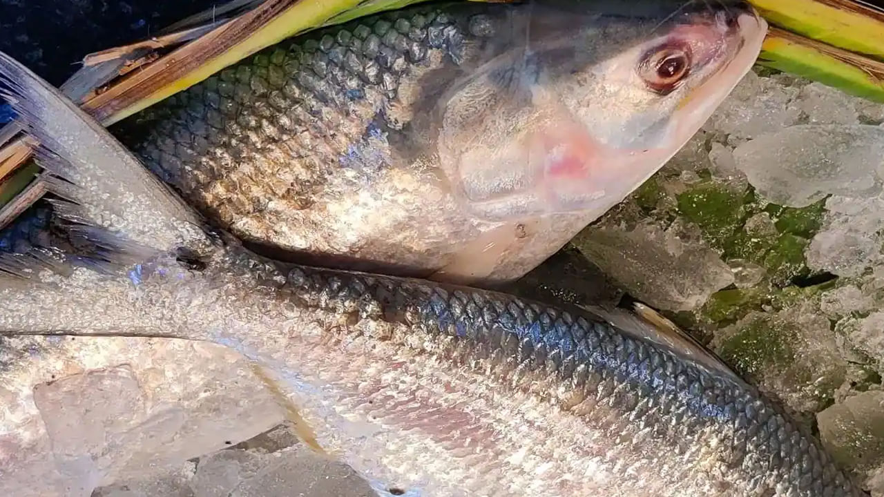 గుండె సంబంధిత వ్యాధులకు.: హృద్రోగులకు కూడా చేప చాలా మేలు చేస్తుంది. ఇందులో ఉండే ఒమేగా-3 ఫ్యాటీ యాసిడ్స్ గుండెకు బలం చేకూరుస్తాయి. ఒమేగా-3 ట్రైగ్లిజరైడ్స్ ప్రమాదాన్ని కూడా తగ్గిస్తుంది. అందుకే చేపలను మీ డైట్ లో చేర్చుకోవాలి.