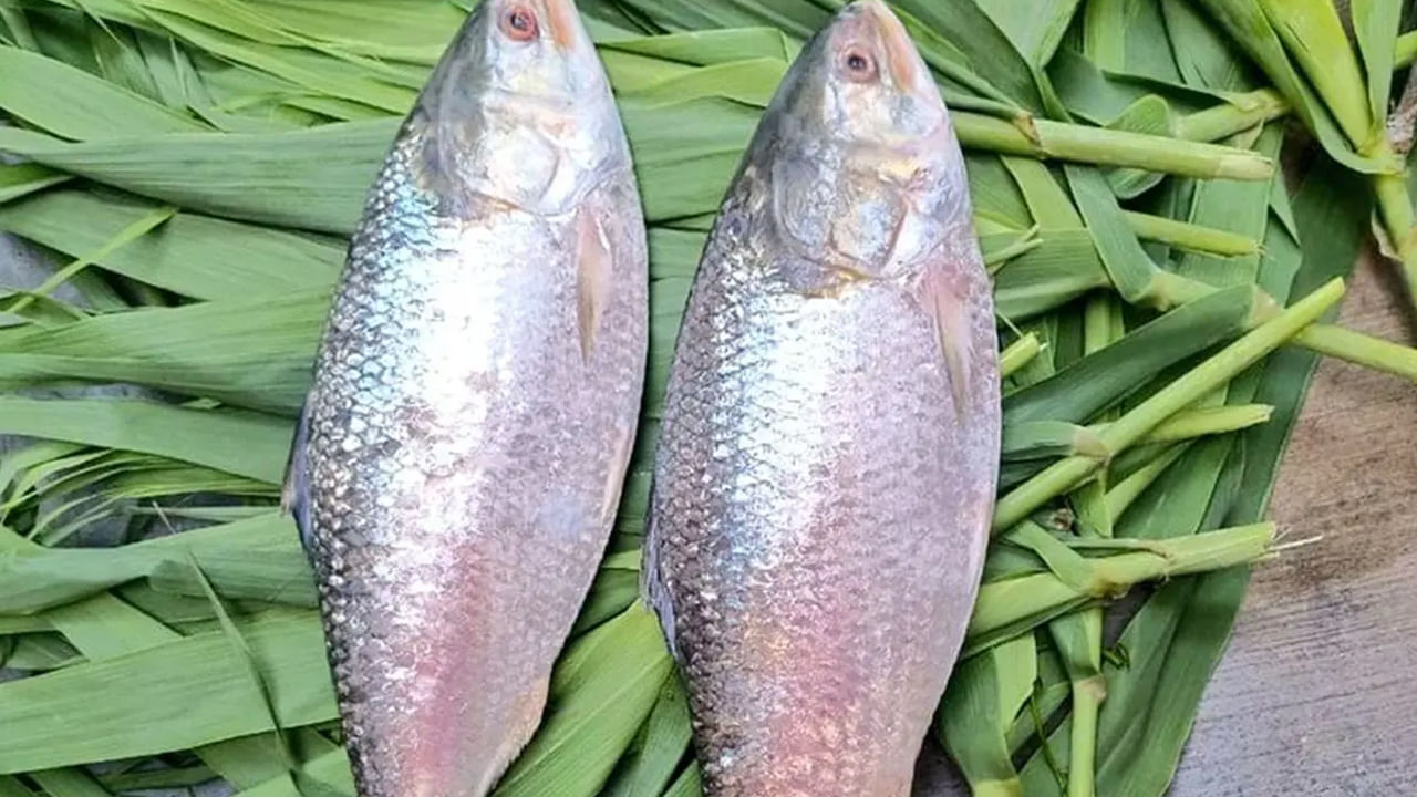 ఆస్తమా నివారణ: చేపలలో N-3 ఆయిల్ ఉందని, ఇది ఆస్తమా ప్రమాదాన్ని తగ్గిస్తుందని కూడా అధ్యయనాలు చెబుతున్నాయి. ఆస్తమాతో పాటు క్రానిక్ అబ్స్ట్రక్టివ్ పల్మనరీ డిసీజ్ (COPD), అతిసారం, చర్మ అలెర్జీల వంటి ఇన్ఫ్లమేటరీ ప్రేగు వ్యాధులకు చేపలు ప్రయోజనకరంగా ఉంటుంది.