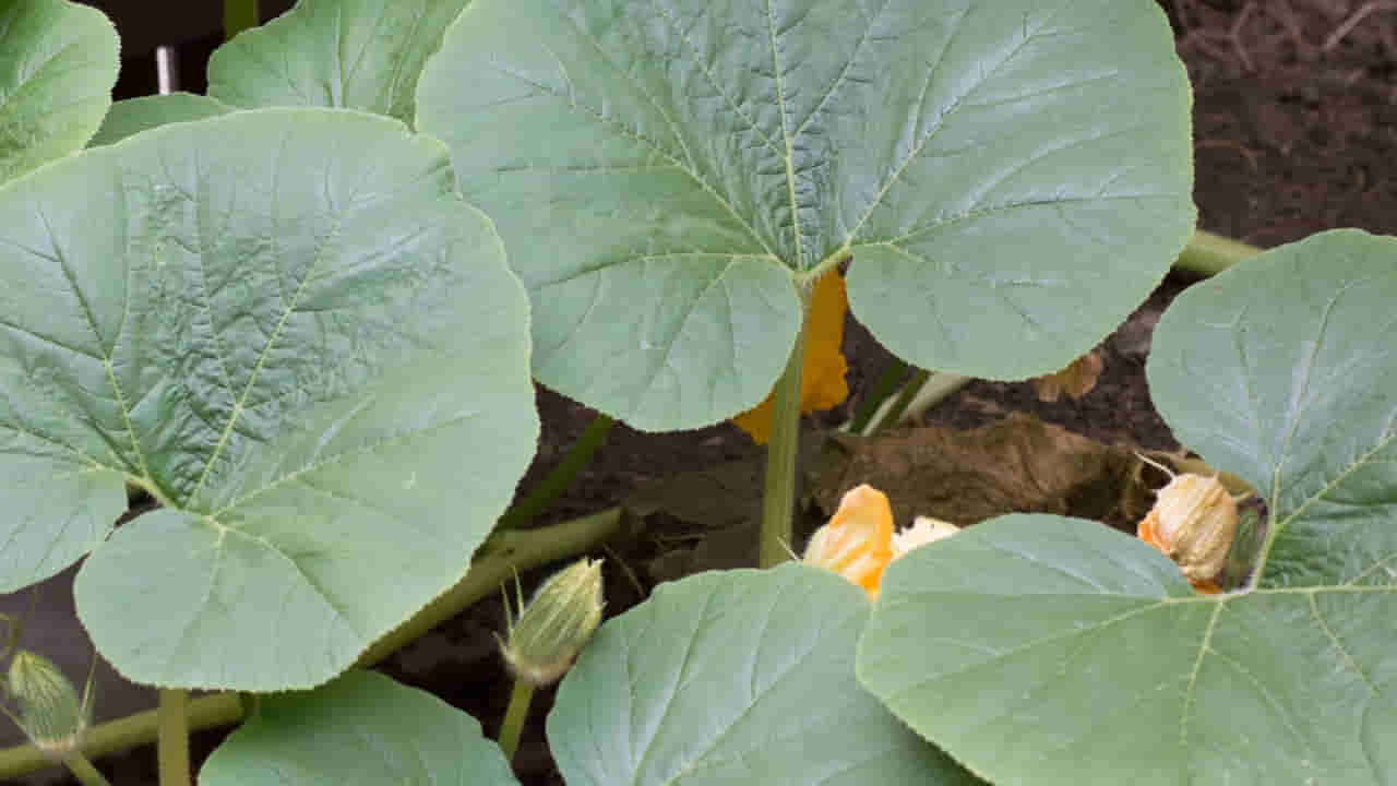 Pumpkin Leaves For Women: గుమ్మడి కాయ, గింజలు కాదు.. ఆకులతో మస్త్ ఆరోగ్యం..ఆడవారికి అద్భుత వరం..!