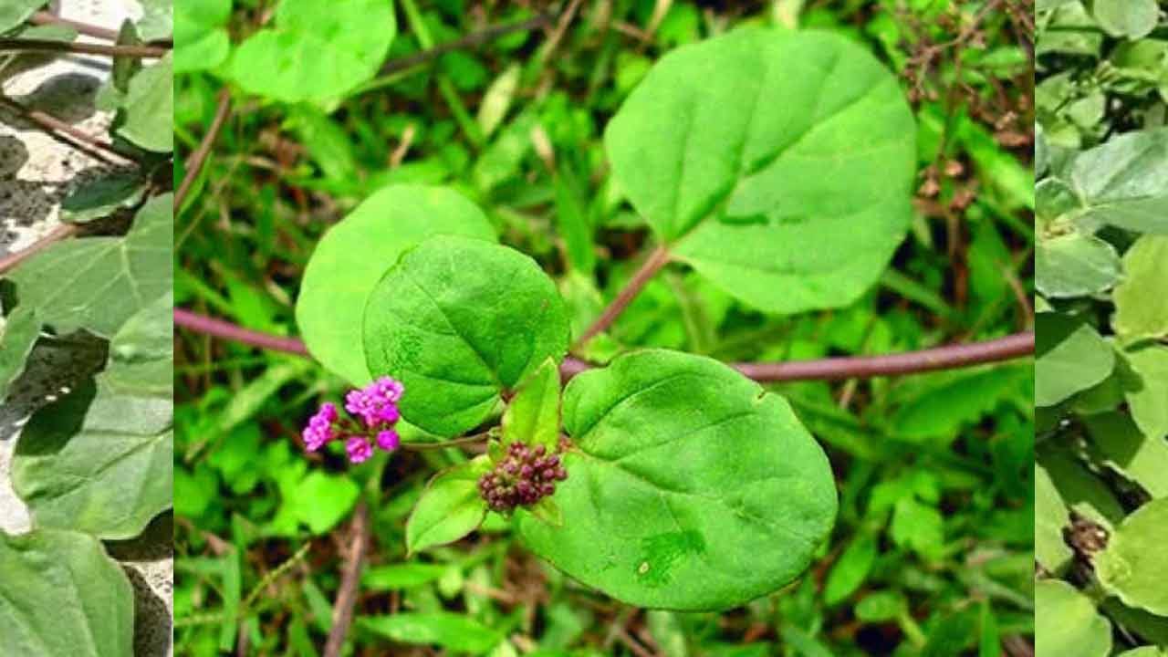 మూత్రపిండాల సంబంధిత వ్యాధుల ప్రమాదాన్ని తగ్గించడానికి పునర్నవను తినండి. ఒక పరిశోధన ప్రకారం, పునర్నవ మొక్క, కొన్ని ఇతర మూలికలను కలపడం ద్వారా వ్యాధిగ్రస్తమైన మూత్రపిండాలను ఆరోగ్యంగా మార్చవచ్చు. దీని వినియోగం మూత్రపిండాల సంబంధిత వ్యాధుల ప్రమాదాన్ని కూడా తగ్గిస్తుంది.
