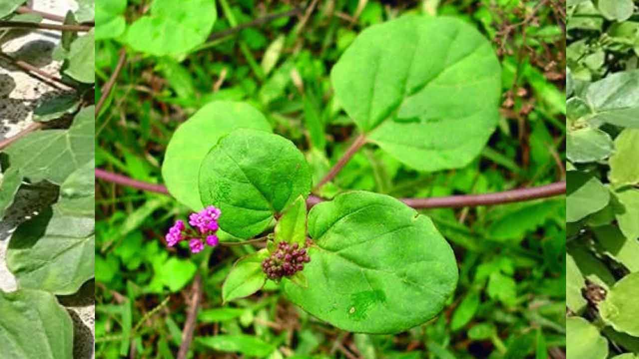 పునర్నవ అనేది శరీరం నుండి అనేక వ్యాధులను దూరంగా ఉంచడంలో సహాయపడే ఔషధం. సాధారణంగా ఇది మూలికల రూపంలో లభిస్తుంది కానీ ప్రజలు దీనిని మాత్రలు మరియు పొడి రూపంలో కూడా కొనుగోలు చేస్తారు. ప్రజలు మాత్రలు మరియు పొడి రూపంలో తీసుకోవడం సులభం అని భావిస్తారు. పునర్నవ మొక్కలో పొటాషియం నైట్రేట్ మరియు హైడ్రోక్లోరైడ్ పుష్కలంగా కనిపిస్తాయి. ఇవి వ్యాధి నివారణకు ప్రధాన కారకాలుగా పరిగణించబడతాయి. 