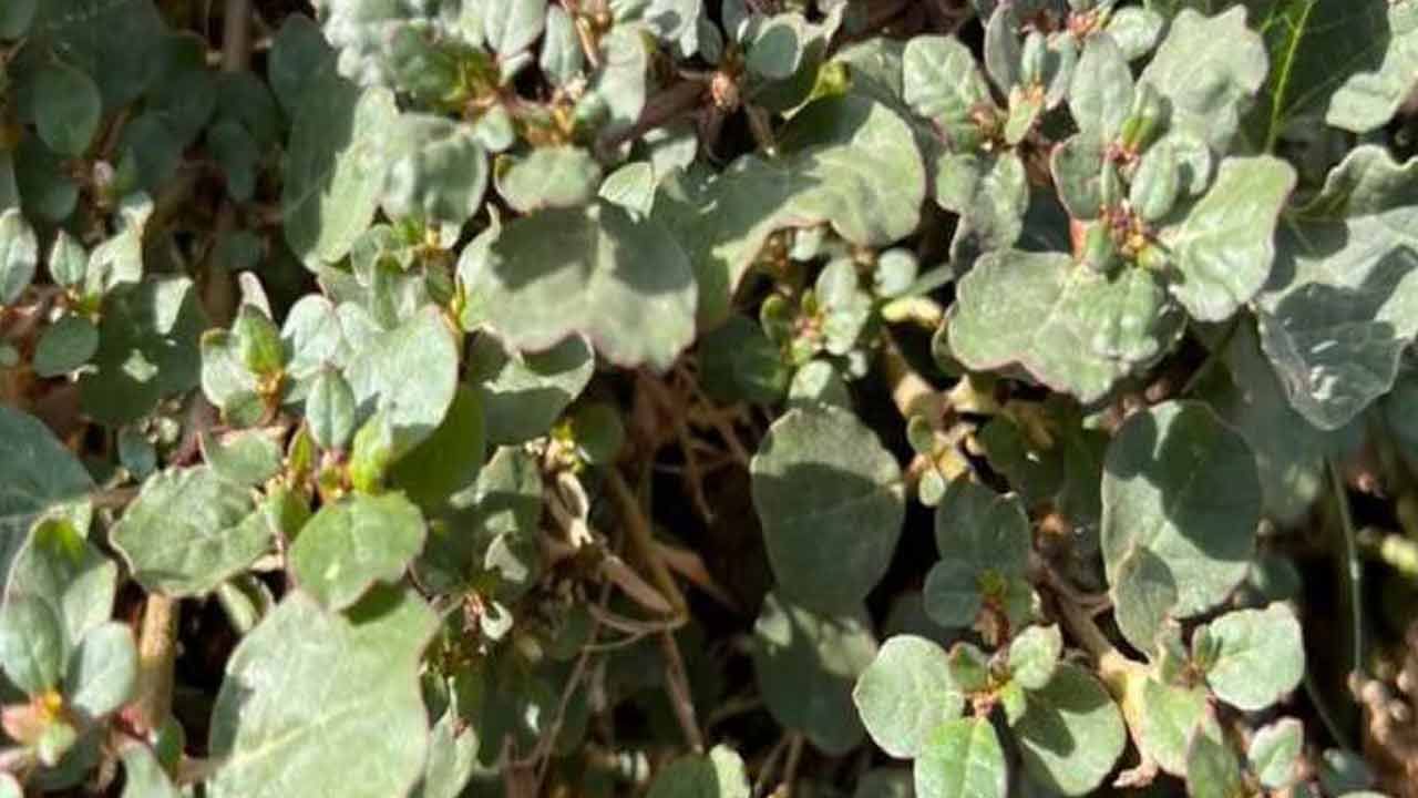 పునర్నవలో కార్డియోప్రొటెక్టివ్ లక్షణాలు కనిపిస్తాయి. ఇది గుండె సజావుగా పనిచేయడానికి సహాయపడుతుంది. పునర్నవను తీసుకోవడం వల్ల గుండెను ఆరోగ్యంగా ఉంచడానికి లేదా గుండె జబ్బులను నివారించడానికి మీకు ప్రయోజనకరంగా ఉంటుంది. పునర్నవ సహాయంతో అనేక రకాల గుండె సంబంధిత వ్యాధులను నయం చేస్తుంది. 