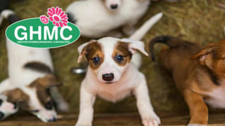 Hyderabad Rains: ఉద్యోగులను త్వరగా ఇళ్లకు పంపించండి.. హైదరాబాద్‌లో మరోసారి కుండపోత వాన.. 