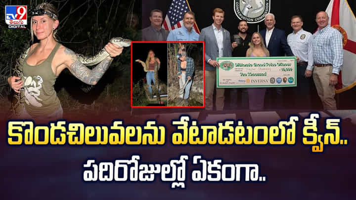 కొండచిలువలను వేటాడటంలో క్వీన్.. పదిరోజుల్లో ఏకంగా.. కొండచిలువలను వేటాడటంలో క్వీన్.. పదిరోజుల్లో ఏకంగా..