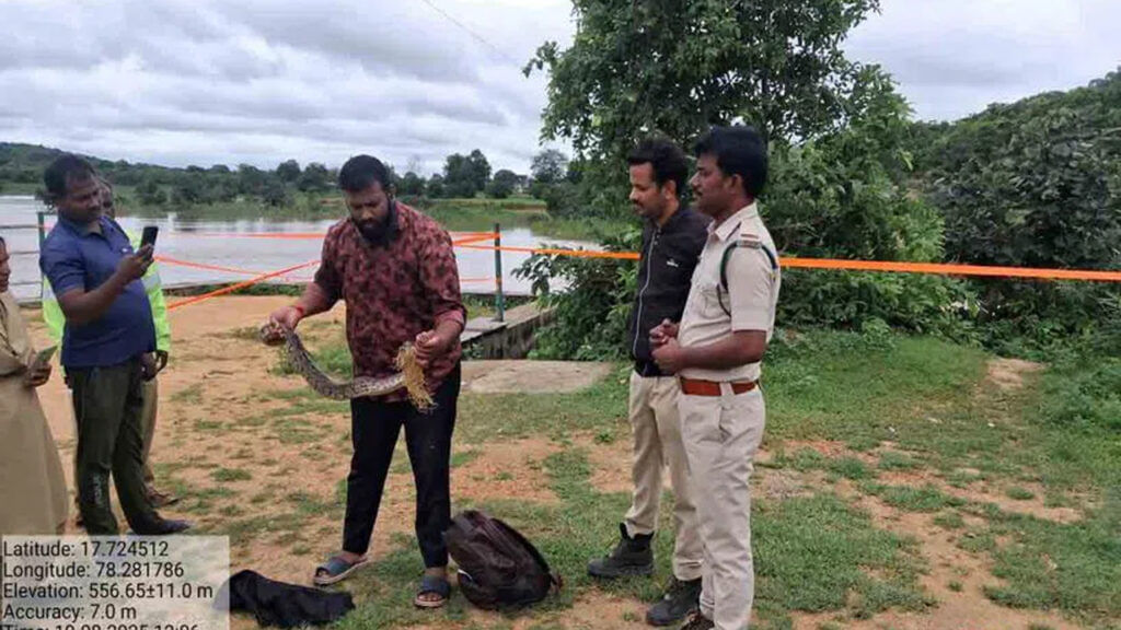 Python Ensnared In Fishing Net