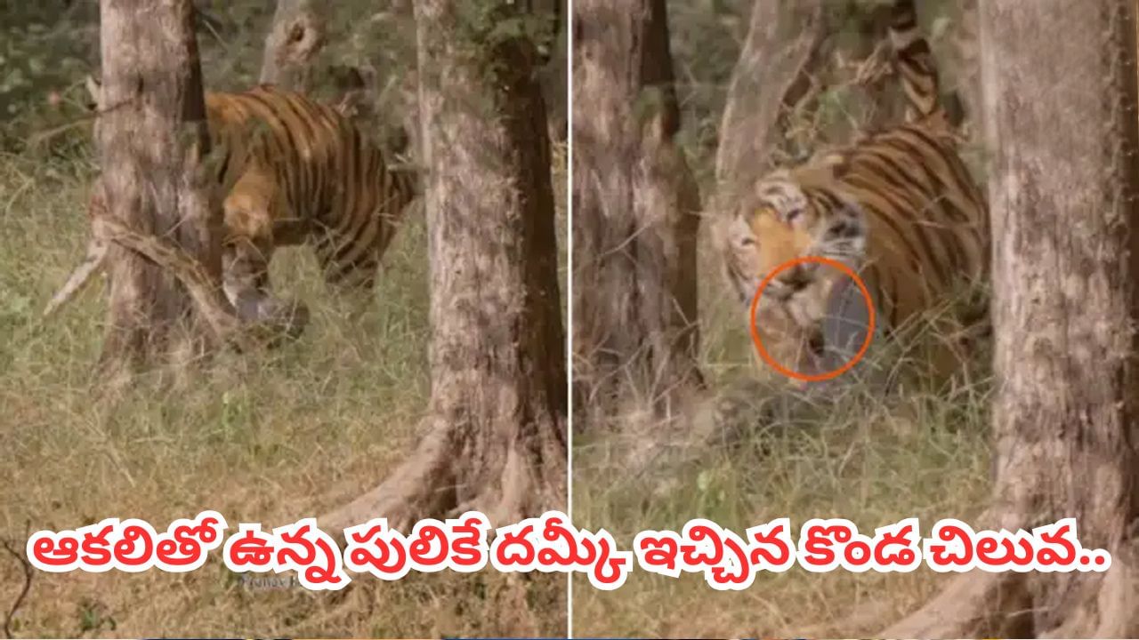 Viral Video: ఆకలితో ఉన్న పులికే దమ్కీ ఇచ్చిన పైథాన్.. కట్‌చేస్తే.. ఆ తర్వాత సీన్ ఇది..