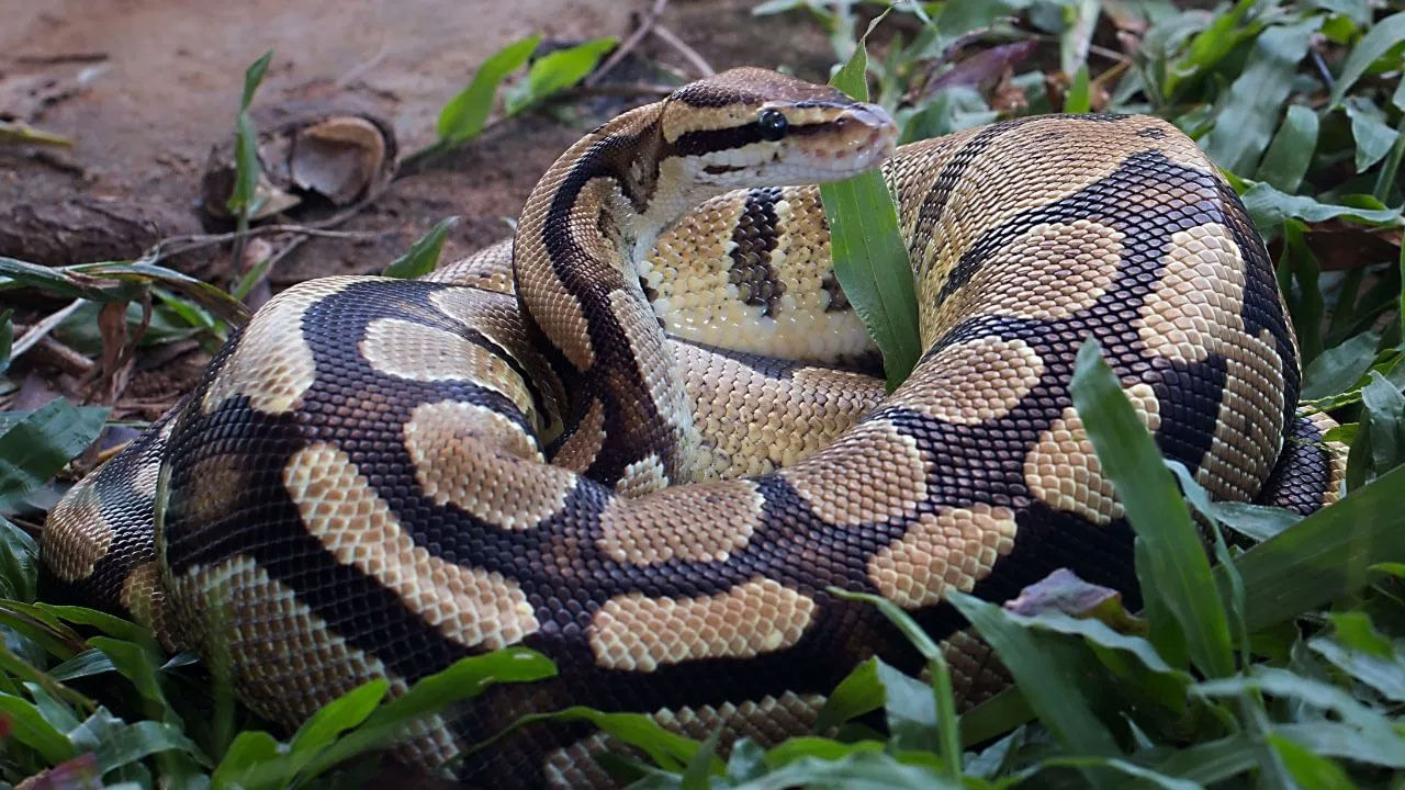 Viral Video: కొండ చిలువ మలం విసర్జించడం చూశారా...? నెట్టింట వైరల్‌ అవుతున్న వీడియో