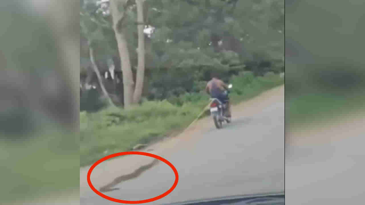 Viral Video: వీడెం మనిషిరా సామి.. భారీ కొండచిలువతో గేమ్స్.. ఏకంగా బైక్‌కు కట్టి.!