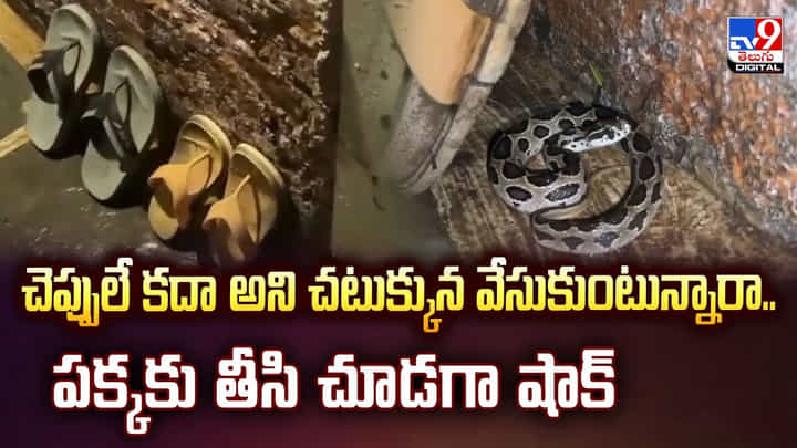 చెప్పులే కదా అని చటుక్కున వేసుకుంటున్నారా.. పక్కకు తీసి చూడగా షాక్ చెప్పులే కదా అని చటుక్కున వేసుకుంటున్నారా.. పక్కకు తీసి చూడగా షాక్