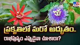 ప్రకృతిలో మరో అద్భుతం.. రాఖీపుష్పం ఎప్పుడైనా చూశారా ?? ప్రకృతిలో మరో అద్భుతం.. రాఖీపుష్పం ఎప్పుడైనా చూశారా ??
