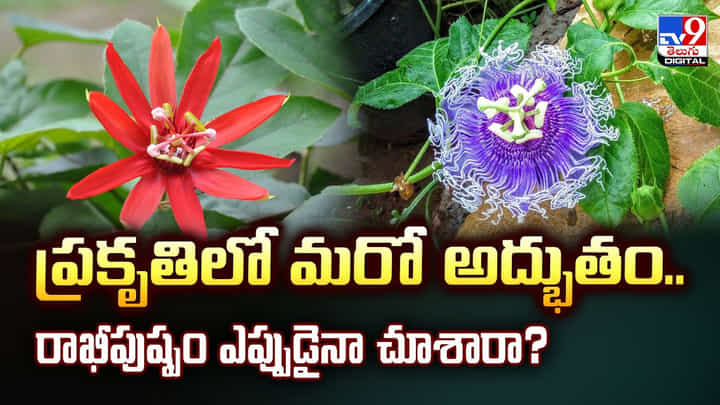 ప్రకృతిలో మరో అద్భుతం.. రాఖీపుష్పం ఎప్పుడైనా చూశారా ?? ప్రకృతిలో మరో అద్భుతం.. రాఖీపుష్పం ఎప్పుడైనా చూశారా ??