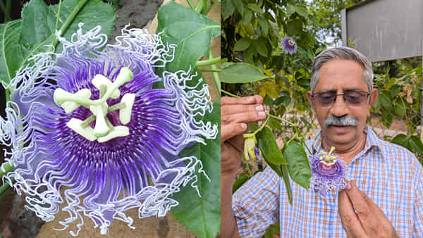 Rakhi Flower: వావ్.. ప్రకృతిలో మరో అద్భుతం..! అట్రాక్ట్ చేస్తున్న రాఖీ పువ్వులు.. వాటి గురించి తెలుసా..?