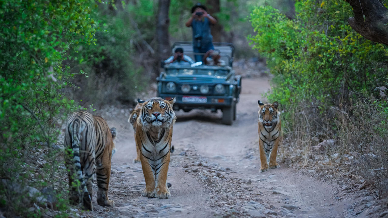 రణథంబోర్ నేషనల్ పార్క్: చిరస్మరణీయమైన యాత్రను తక్కువ ధరలోనే కంప్లీట్ చేసుకోవాలనుకుంటే రాజస్థాన్‌లోని రణథంబోర్‌ను సందర్శించాలి. ఈ యాత్ర 2000లో మాత్రమే పూర్తవుతుంది. వాస్తవానికి ఈ ప్రాంతాన్ని బృందంగా ప్రయాణించడం అందమైన అనుభూతి. రైలు స్లీపర్ టిక్కెట్‌తో ప్రయాణం ప్రారంభించవచ్చు. సఫారీ రైడింగ్ కూడా అందమైన అనుభూతిని ఇస్తుంది.