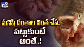 మనిషి దంతాల వింత చేప.. పట్టుకుంటే అంతే