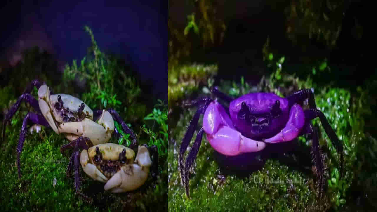 King Crab: అడవిలో అందమైన పీత.. ప్రకృతి ప్రసాదించిన విలువైన బహుమతి అంటున్న చూపరులు