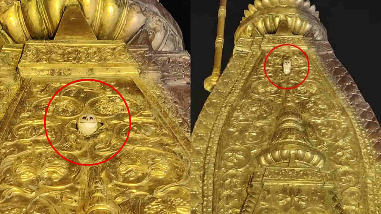 వారణాసిలో అద్భుతం.. కాశీ విశ్వనాథుని బంగారు శిఖరంపై అరుదైన తెల్ల గుడ్లగూబ దర్శనం..లక్ష్మీ దేవిగా పూజించిన భక్తులు..