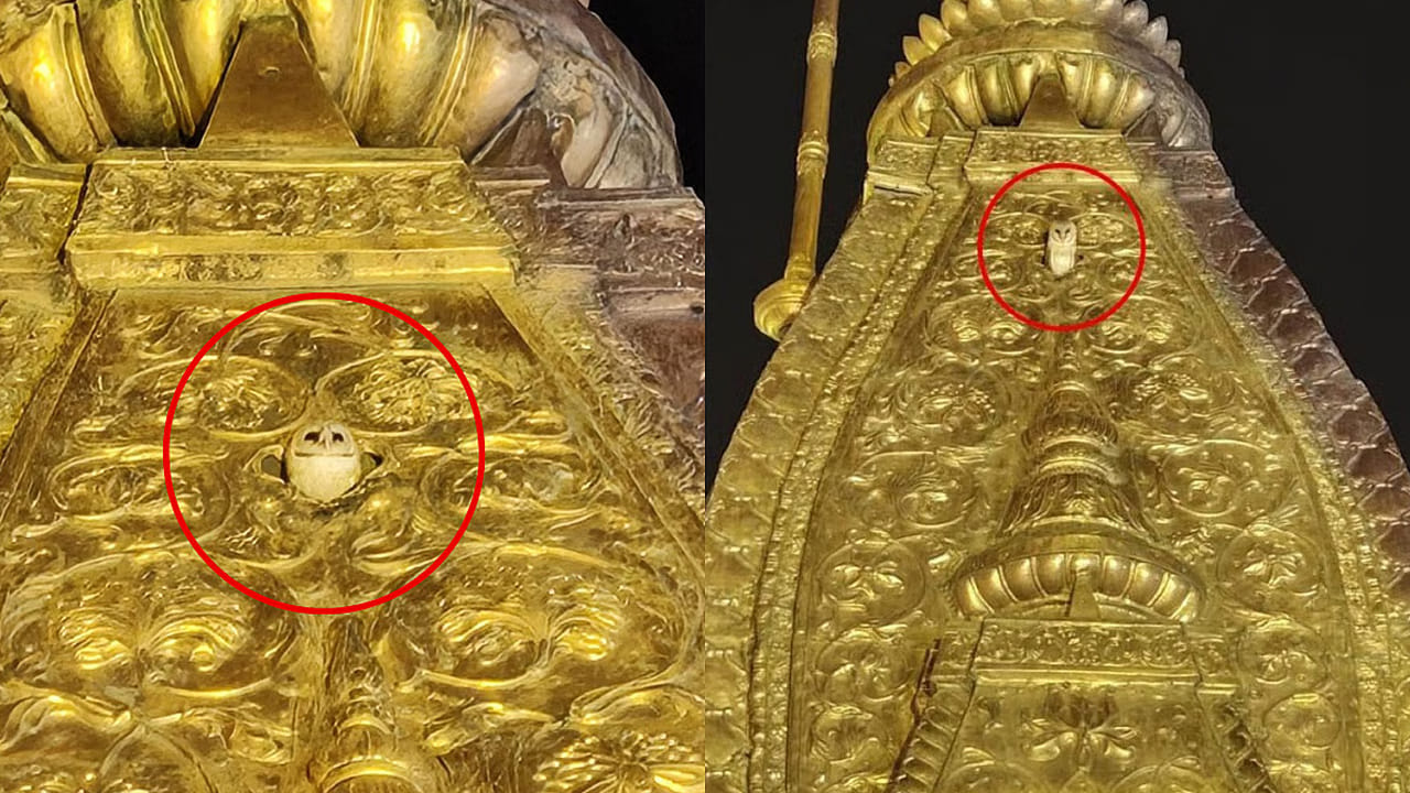 వారణాసిలో అద్భుతం.. కాశీ విశ్వనాథుని బంగారు శిఖరంపై అరుదైన తెల్ల గుడ్లగూబ దర్శనం..లక్ష్మీ దేవిగా పూజించిన భక్తులు..