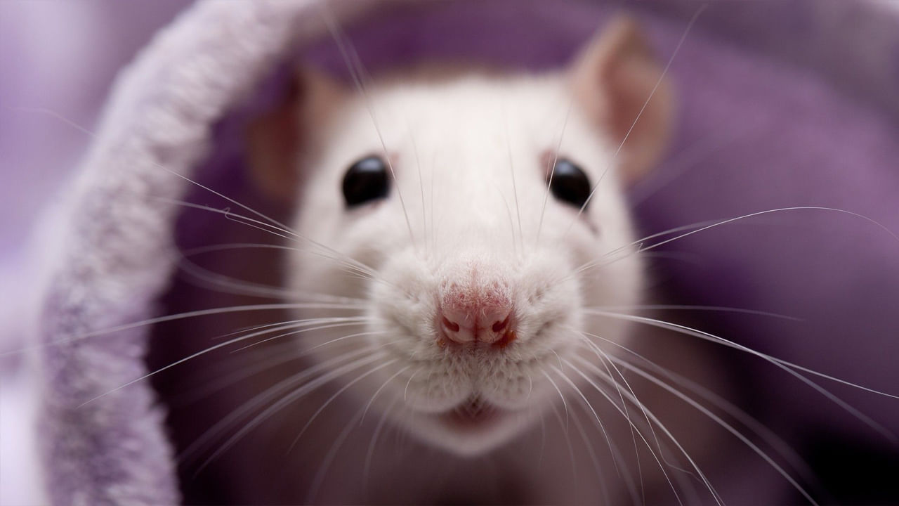 కలలో తెల్ల ఎలుకను చూస్తే: స్వప్న శాస్త్రం ప్రకారం కలలో తెల్ల ఎలుకను చూడటం శుభప్రదంగా పరిగణించబడుతుంది. ఈ కల మీ జీవితంలో శ్రేయస్సు, ఆనందం, ఆర్థిక లాభాలకు సంకేతం కావచ్చు. మీరు త్వరలో ఆర్థిక లాభాలను పొందబోతున్నారని ఈ కలకు అర్థం.
