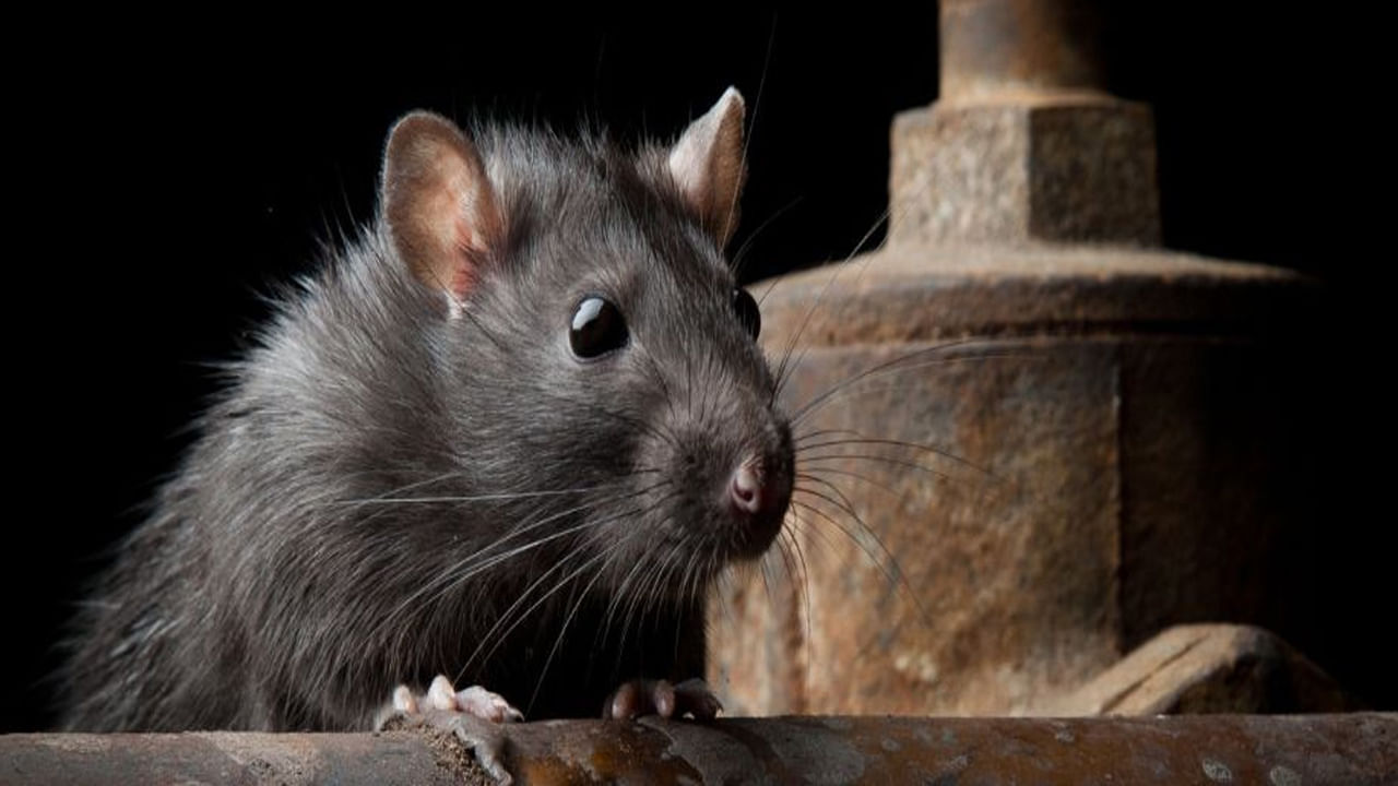 
కలలో నల్ల ఎలుకను చూస్తే: స్వప్న శాస్త్రం ప్రకారం, కలలో నల్ల ఎలుకను చూడటం ప్రతికూల, మోసపూరిత భావాలను లేదా ఆరోగ్య సంబంధిత ఆందోళనలను సూచిస్తుంది. ఈ కల మీ ఆరోగ్యం, శారీరక, మానసిక ఆరోగ్యాన్ని జాగ్రత్తగా చూసుకోవాలని హెచ్చరిస్తుంది. కలలో నల్ల ఎలుకను చూడటం మీ జీవితంలో అబద్ధాలు, మోసాన్ని కూడా సూచిస్తుంది.
