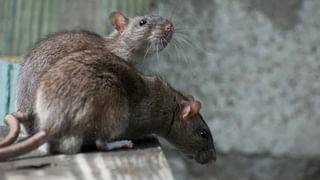 Heavy Rain Alert: బంగాళాఖాతంలో ఏర్పడిన అల్పపీడనం.. నేడు భారీ నుంచి అతి భారీ వర్షాలు!