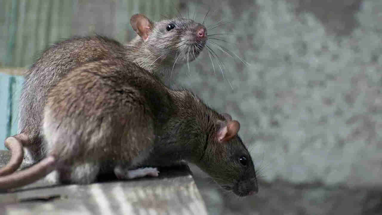 ఇద్దరు అధికారుల సస్పెండ్‌కు కారణమైన ఎలుకలు..! ఎలాగంటే..?