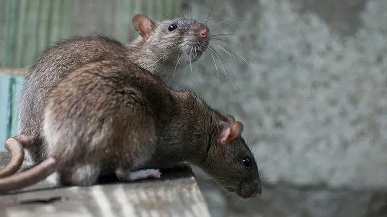 ఇద్దరు అధికారుల సస్పెండ్‌కు కారణమైన ఎలుకలు..! ఎలాగంటే..?