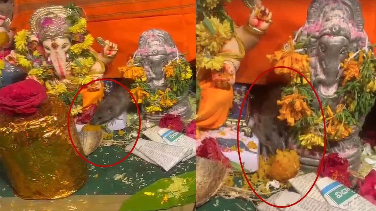 మండపాల వద్ద మాయమవుతున్న వినాయకుడికి పెట్టిన లడ్డూ ప్రసాదాలు.. తీరా చూసి షాక్..!