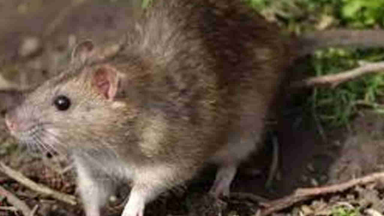 Telangana: బాలిక హాస్టల్లో ఎలుకలు స్వైర విహారం.. తొమ్మిది విద్యార్థులను కరిచిన ఎలుకలు