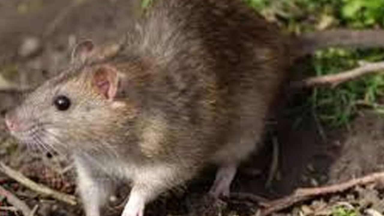 Telangana: బాలిక హాస్టల్లో ఎలుకలు స్వైర విహారం.. తొమ్మిది విద్యార్థులను కరిచిన ఎలుకలు