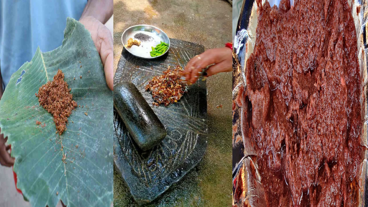 Red Ant Chutney: గిరిజనుల స్పెషల్ ఎర్ర చీమల చట్నీ.. ఒకసారి ట్రై చేయండి.. రెసిపీ ఏమిటంటే..