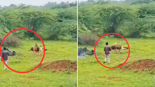 Viral Video: వామ్మో..ఈ కోడికి నాలుగు కాళ్లున్నాయ్..! ఎలా నడుస్తుందో చూస్తే..