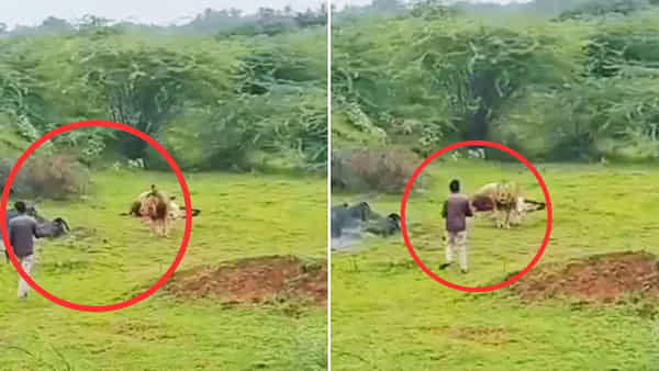 Viral Video: సింహం తినే మూడ్లో ఉంది..లేదంటేనా... నీ రీల్స్ పిచ్చికి అదే ఆఖరి రోజు అయితుండె!