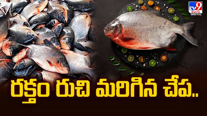 Roopchand Fish: రక్తం రుచి మరిగిన చేప.. ఇతర చేపలకు భిన్నం Roopchand Fish: రక్తం రుచి మరిగిన చేప.. ఇతర చేపలకు భిన్నం