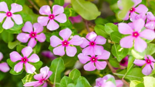 Hydration Tips: ఆరోగ్యానికి మంచిదని అతిగా నీళ్లు తాగుతున్నారా.. ఈ వ్యాధి రిస్క్ మీకే ఎక్కువ..