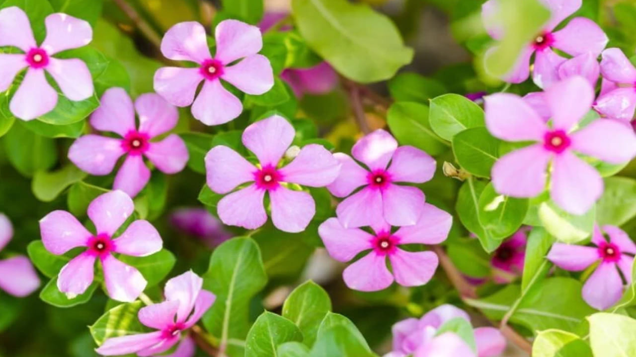 ఈ మొక్కతో మోకాలి నొప్పి, షుగర్, బీపీ తగ్గుతుంది.. శరీరం ఉక్కులా మారుతుంది..! అదేంటో తెలుసుకోండి