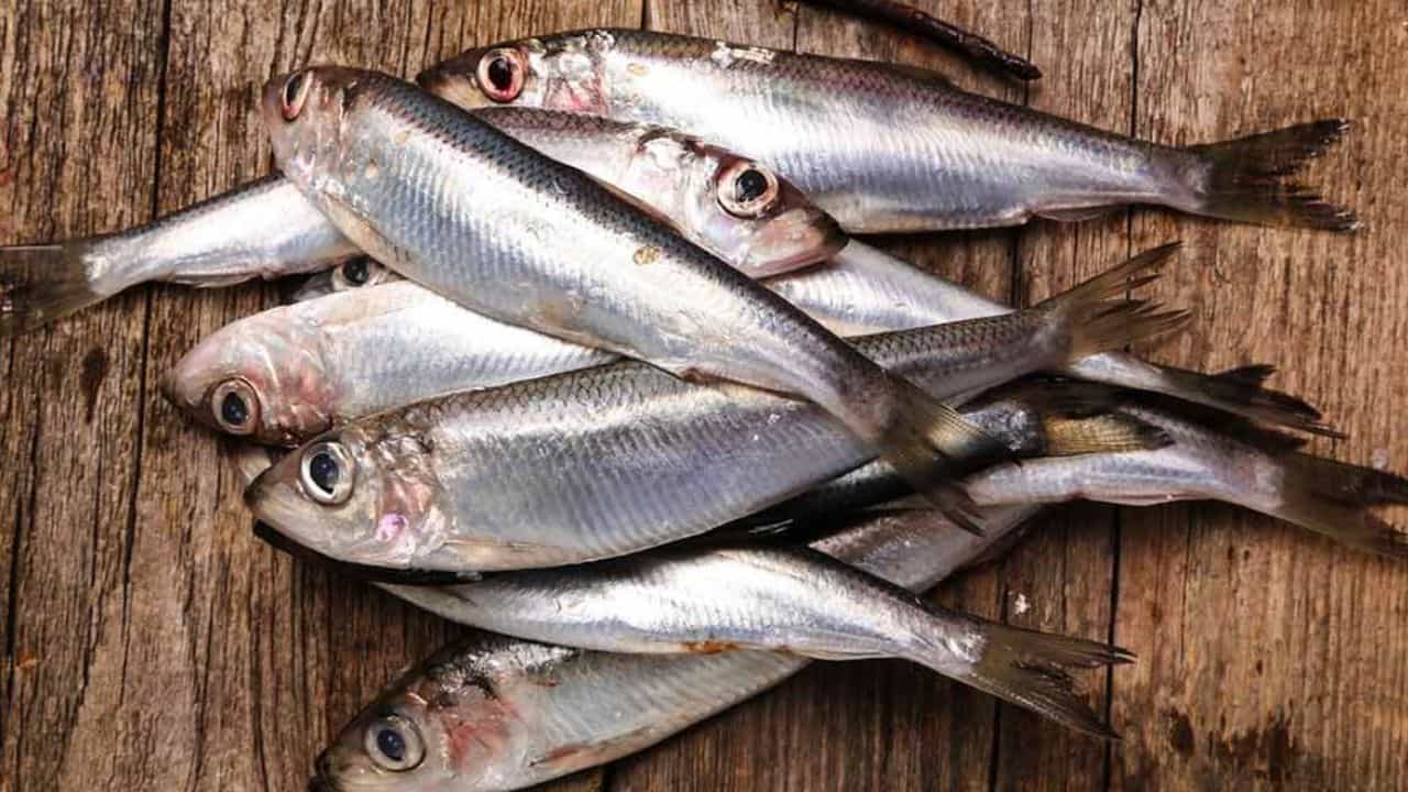 సార్డిన్ (Sardines).. కేరళ ప్రజలు ఎక్కువగా ఇష్టపడే ఈ చేపలో కూడా ఒమేగా 3 కొవ్వులు అధికంగా ఉంటాయి. 100 గ్రాముల సార్డిన్ తింటే దాదాపు 2200 mg ఒమేగా 3 ఫ్యాటీ యాసిడ్స్ శరీరానికి అందుతాయి. ఇవి గుండెను బలోపేతం చేయడంలో సహాయపడతాయి. ఈ చేపలను మీ ఆహారంలో చేర్చుకోవడం ద్వారా గుండె ఆరోగ్యాన్ని మెరుగుపరుచుకోవచ్చు. అయితే వీటిని తీసుకునే పరిమాణం, వండే పద్ధతి కూడా ముఖ్యం.