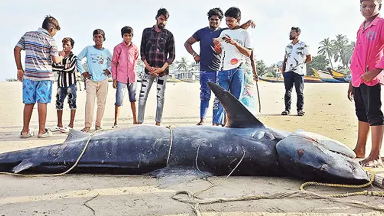 Giant Hammerhead Shark Caught
