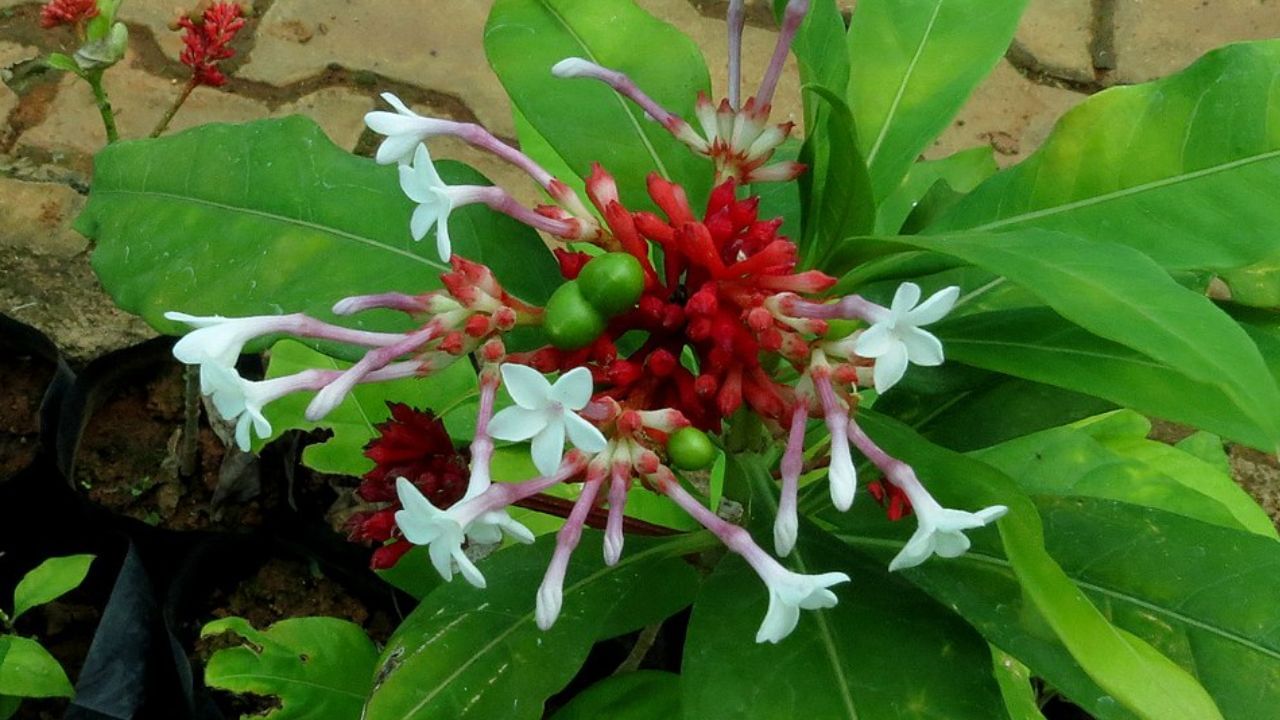 సర్పగంధ (Sarpagandha).. ఆయుర్వేద నిపుణుల ప్రకారం.. సర్పగంధ వేరులో కొన్ని ప్రత్యేకమైన రసాయన సమ్మేళనాలు ఉంటాయి. ఇవి పాము విషం శరీరంలో వ్యాప్తి చెందే ప్రభావాన్ని తగ్గించడంలో సహాయపడతాయని నమ్మకం. ఈ మొక్క పేరు కూడా పాములతో సంబంధం ఉన్నందున దీనికి ప్రాధాన్యత ఉంది.