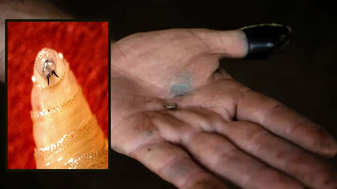 వామ్మో.. నరభక్షక పురుగులు.. మనుషుల మాంసం రుచి మరిగి స్క్రూవార్మ్..!