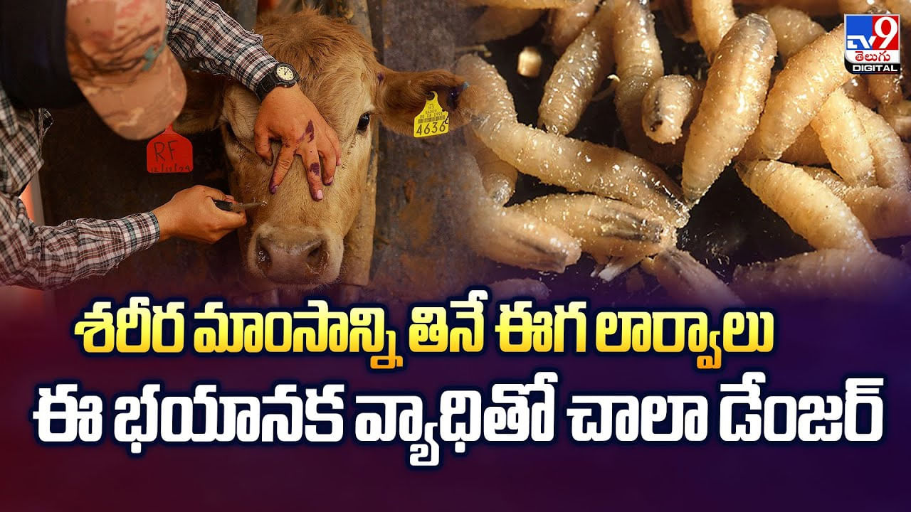 శరీర మాంసాన్ని తినే ఈగ లార్వాలు ఈ భయానక వ్యాధితో చాలా డేంజర్
