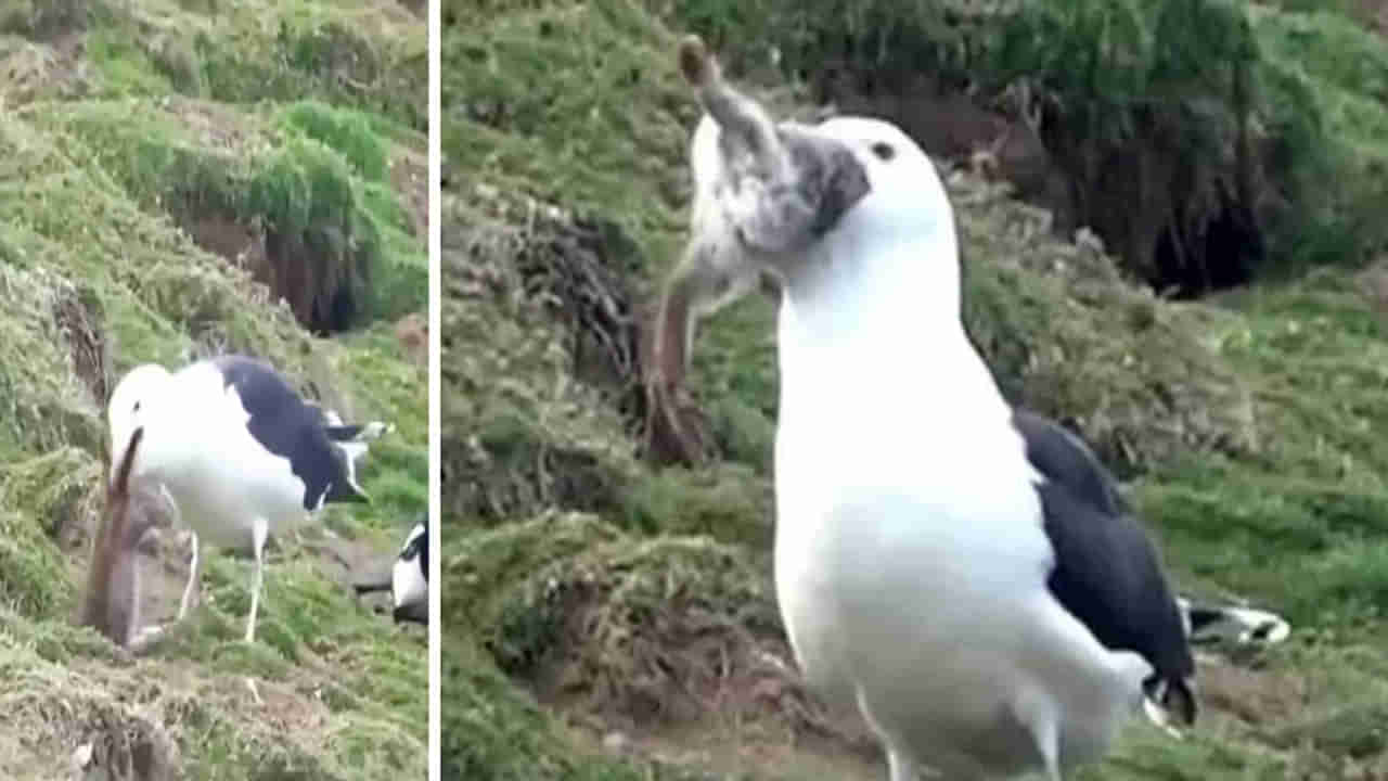 Viral News: ఇదేనా కలికాలం అంటే.. కుందేలును సజీవంగా మింగేసిన పక్షి.. నెటిజన్లు షాక్