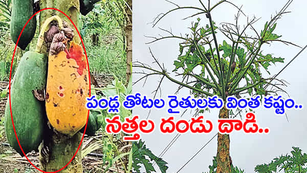 ఇదెక్కడి వింత సామీ! పండ్ల తోటలపై వందల సంఖ్యలో నత్తల దాడి.. కళ్లుమూసి తెరిచేలోపు హాంఫట్!