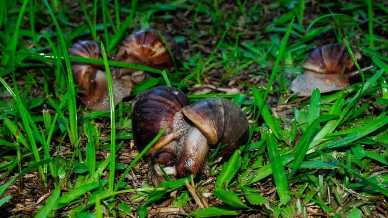 Snail Attack: రాత్రికి రాత్రే పంట మాయం చేసే నత్తలు.. వీటి బెడద తగ్గాలంటే ఇలా చేయండి..